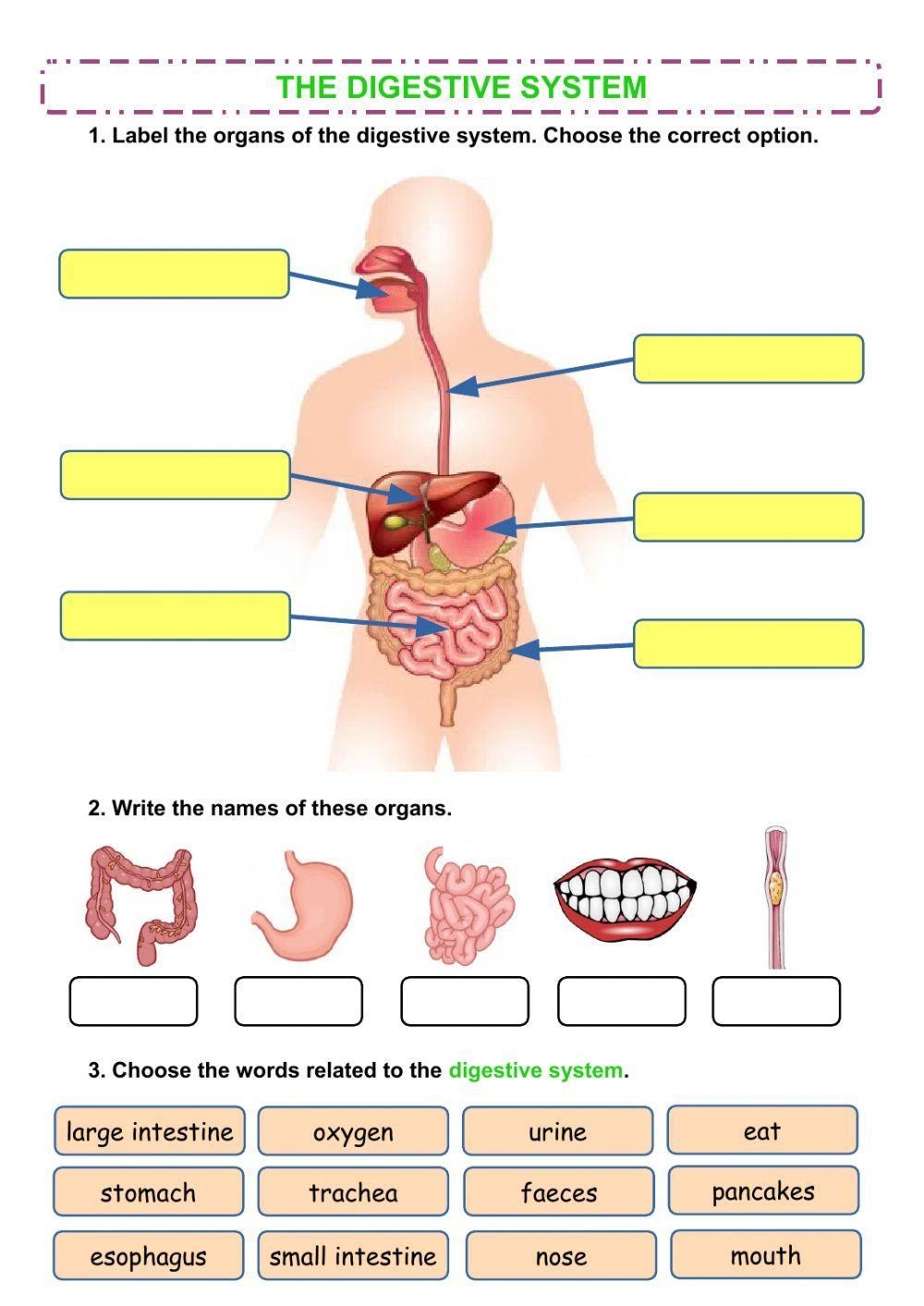 Digestive System Printable Worksheet