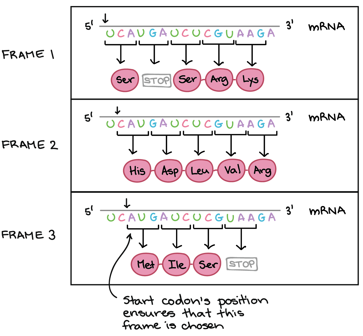 The Genetic Code U0026 Codon Table article Khan Academy