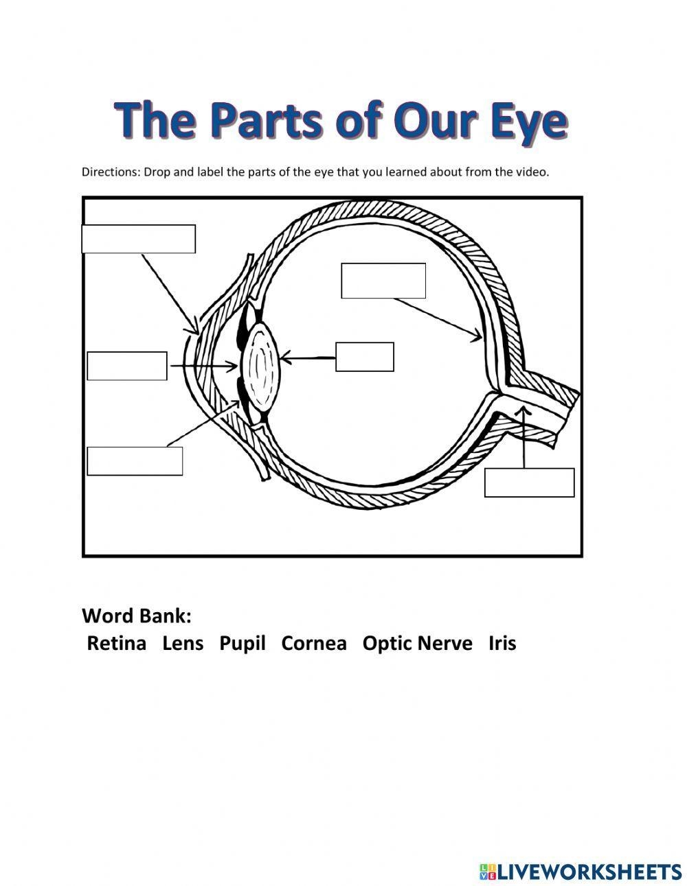 The Parts Of Our Eye Worksheet Worksheets Library