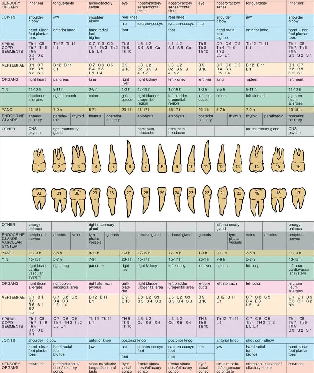 Tooth Chart Orlando Holistic Dental Studio