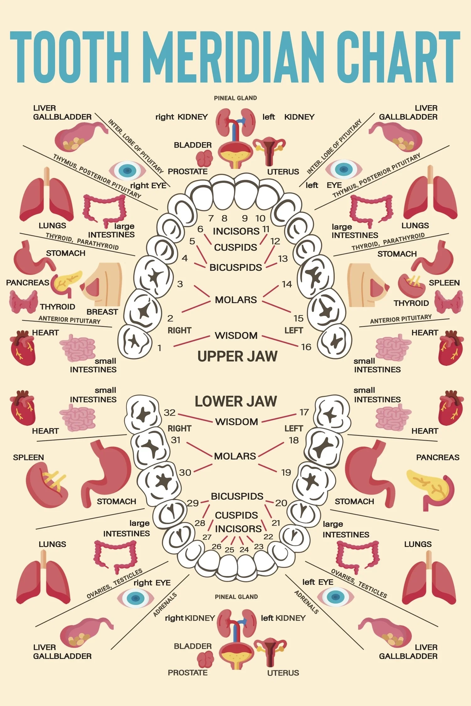 Tooth Meridian Chart White Sands Holistic Dentistry