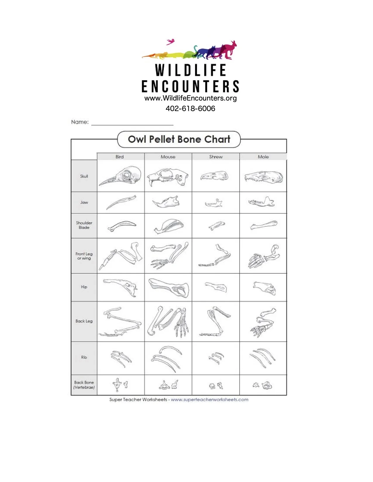Free Printable Owl Pellet Bone Chart