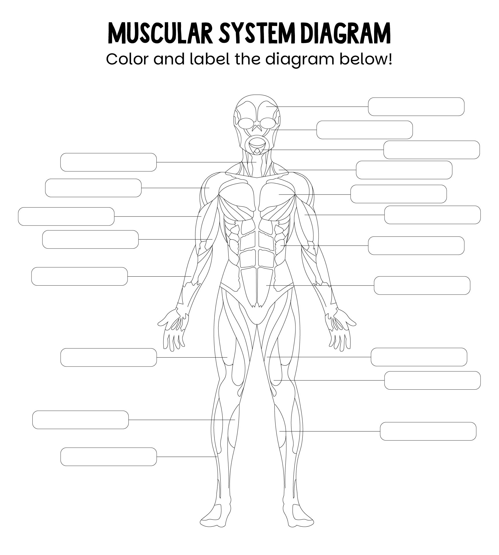 Worksheets Muscle Anatomy 10 Free PDF Printables Printablee