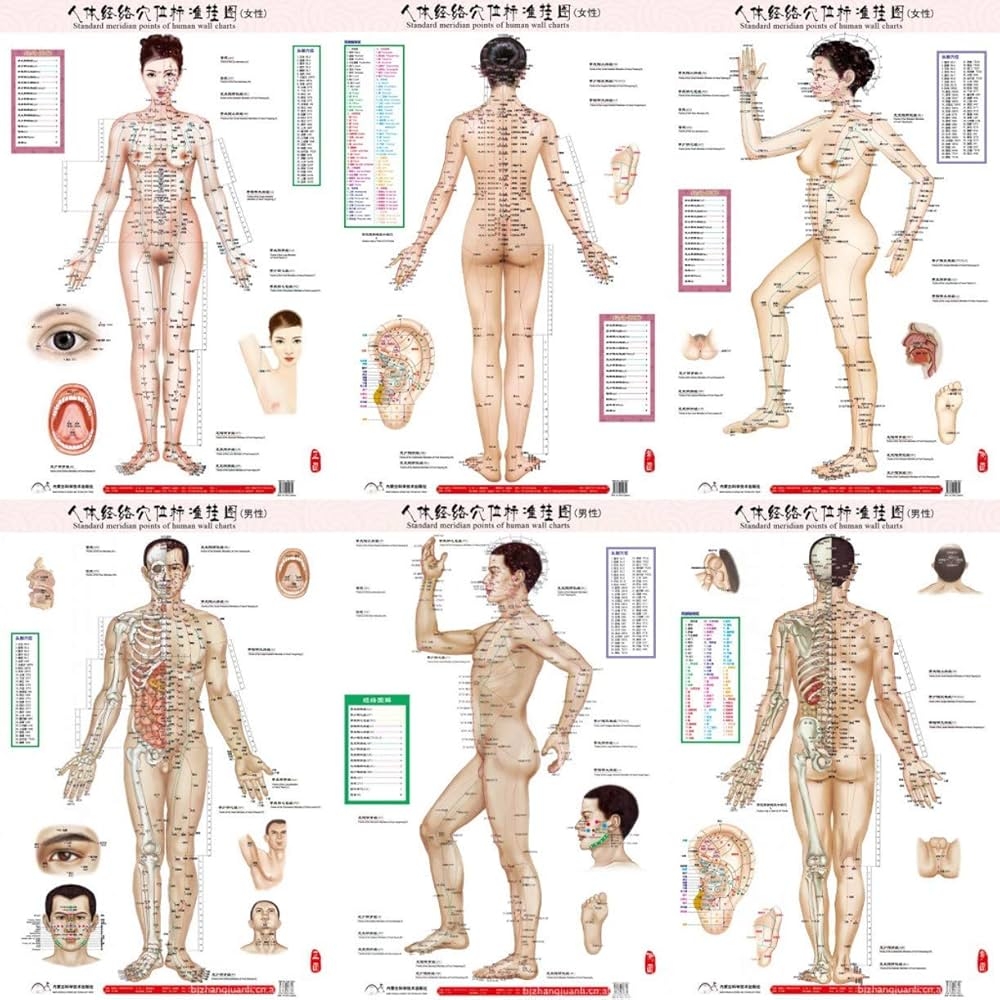 ZHONGJIUYUAN 6 Stlye Female Male Acupressure Chart Points U0026 Meridians Map 35x23inch Amazon ca Office Products